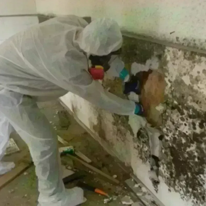 Mold Remediation and Removal in Coffeyville, KS